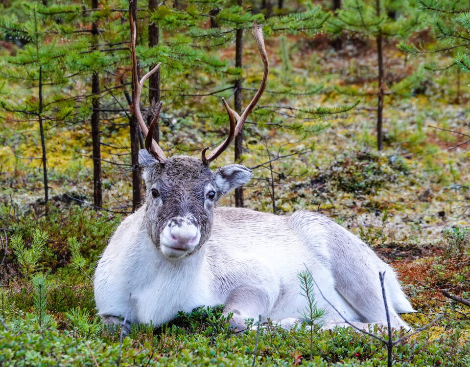 News-Weihnachten und Neues Jahr
